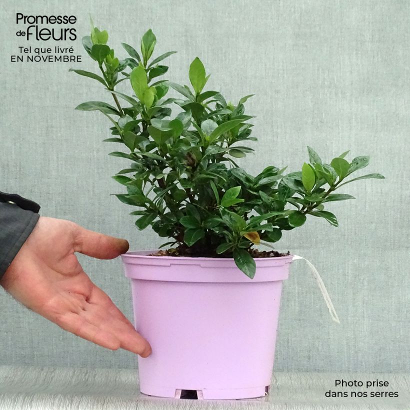 Exemplar von Gardenie Kleim's Hardy - Gardenia jasminoides Topf mit 2L/3L wie im Herbst geliefert