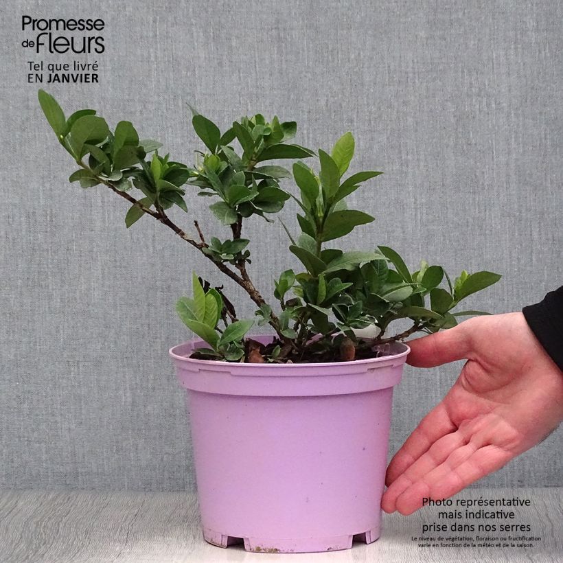 Exemplar von Gardenie Kleim's Hardy - Gardenia jasminoides Topf mit 2L/3L wie im Winter geliefert