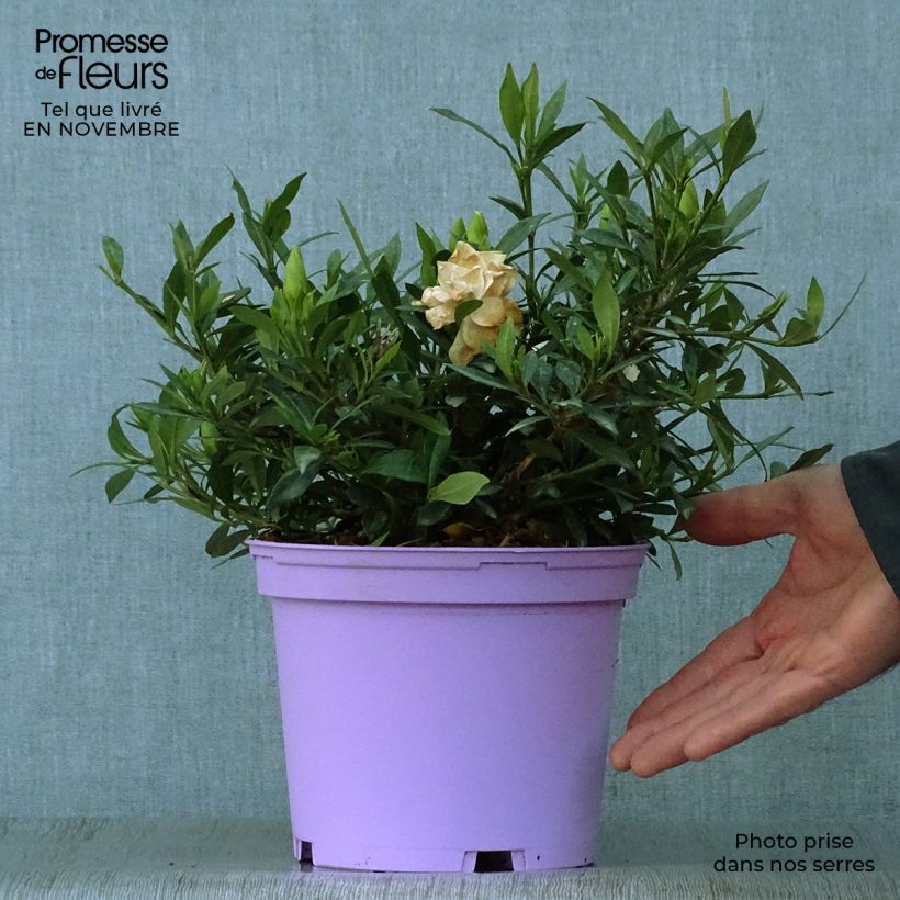 Exemplar von Gardenie Perfumed Petticoats - Gardenia jasminoides Topf mit 2L/3L wie im Herbst geliefert