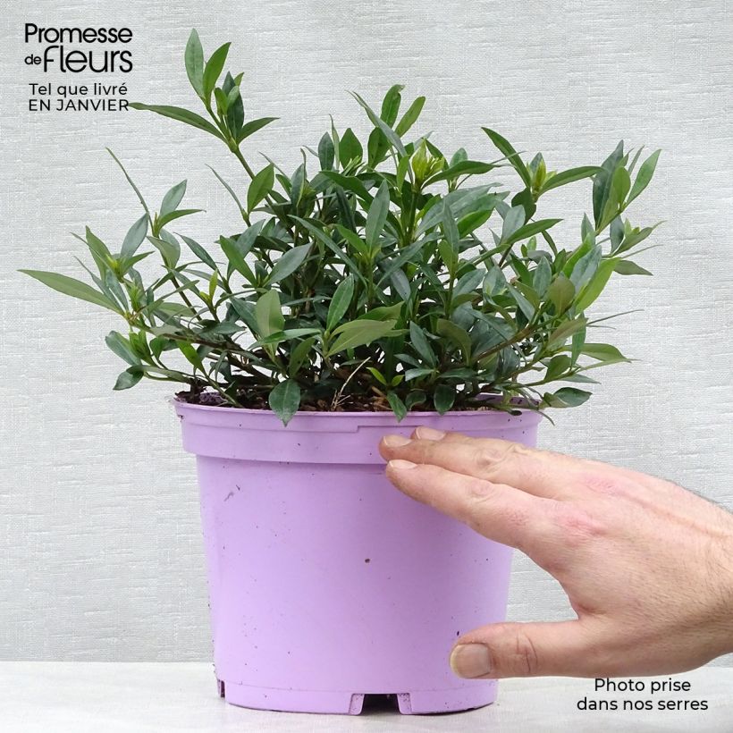 Exemplar von Gardenie Perfumed Petticoats - Gardenia jasminoides Topf mit 2L/3L wie im Winter geliefert