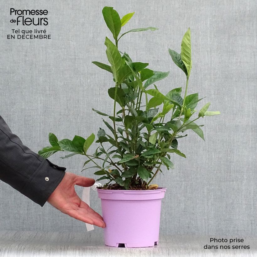 Exemplar von Gardenie Summer Snow - Gardenia jasminoides Topf mit 3L/4L wie im Winter geliefert