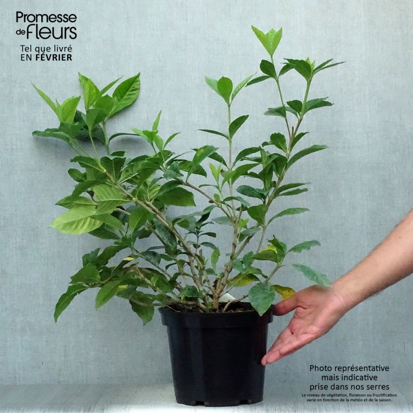 Exemplar von Gardenie Summer Snow - Gardenia jasminoides Topf mit 3L/4L wie im Herbst geliefert