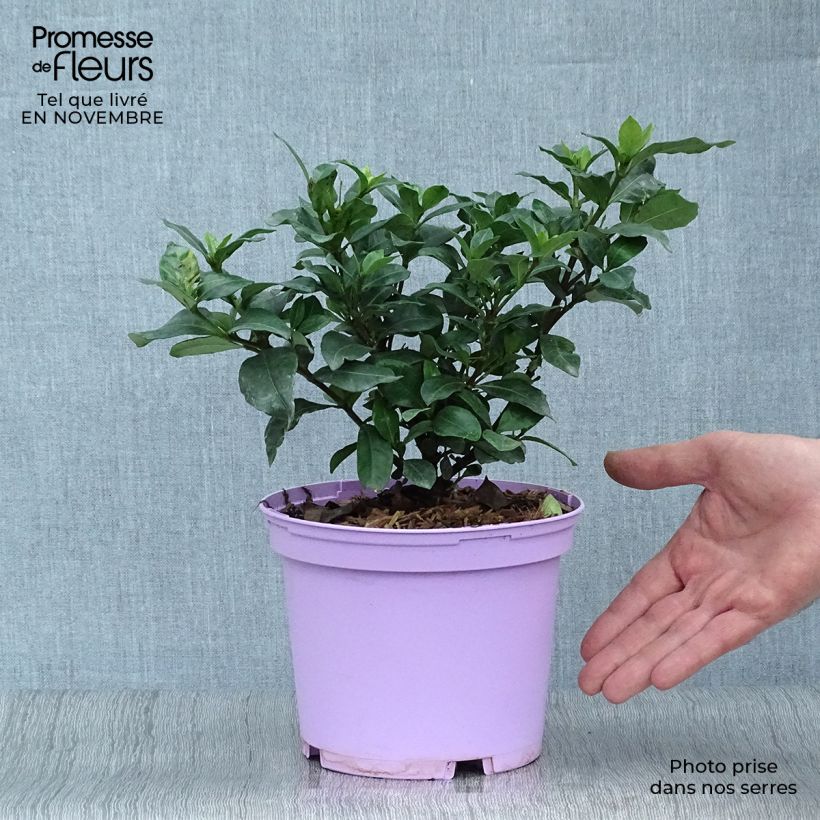 Exemplar von Gardenie Pinwheel - Gardenia jasminoides Topf mit 2L/3L wie im Herbst geliefert