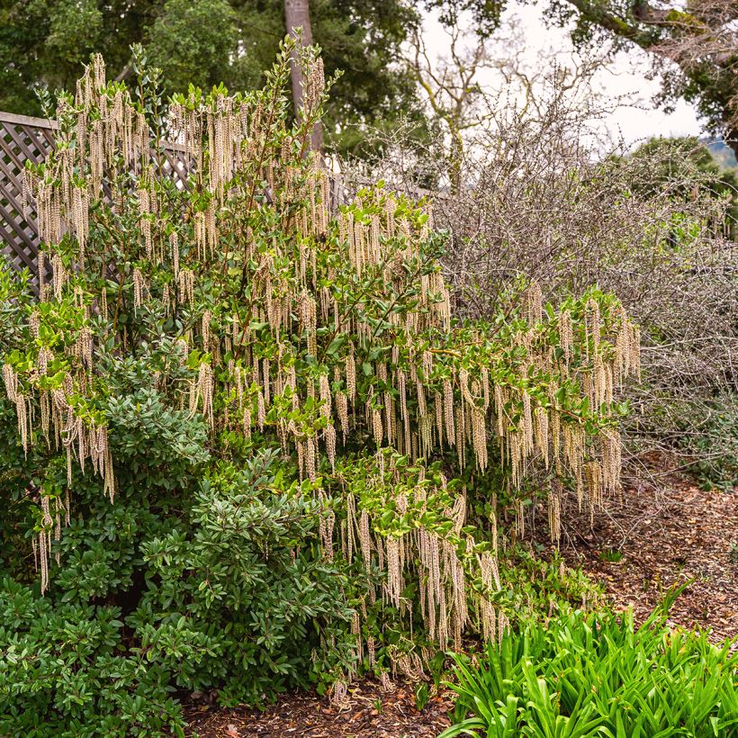Garrya elliptica - Spalier-Becherkätzchen (Hafen)