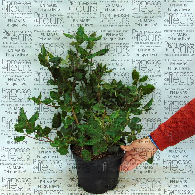 Beispiel eines Exemplars von Garrya elliptica James Roof - Spalier-Becherkätzchen Topf mit 2L/3L wie geliefert
