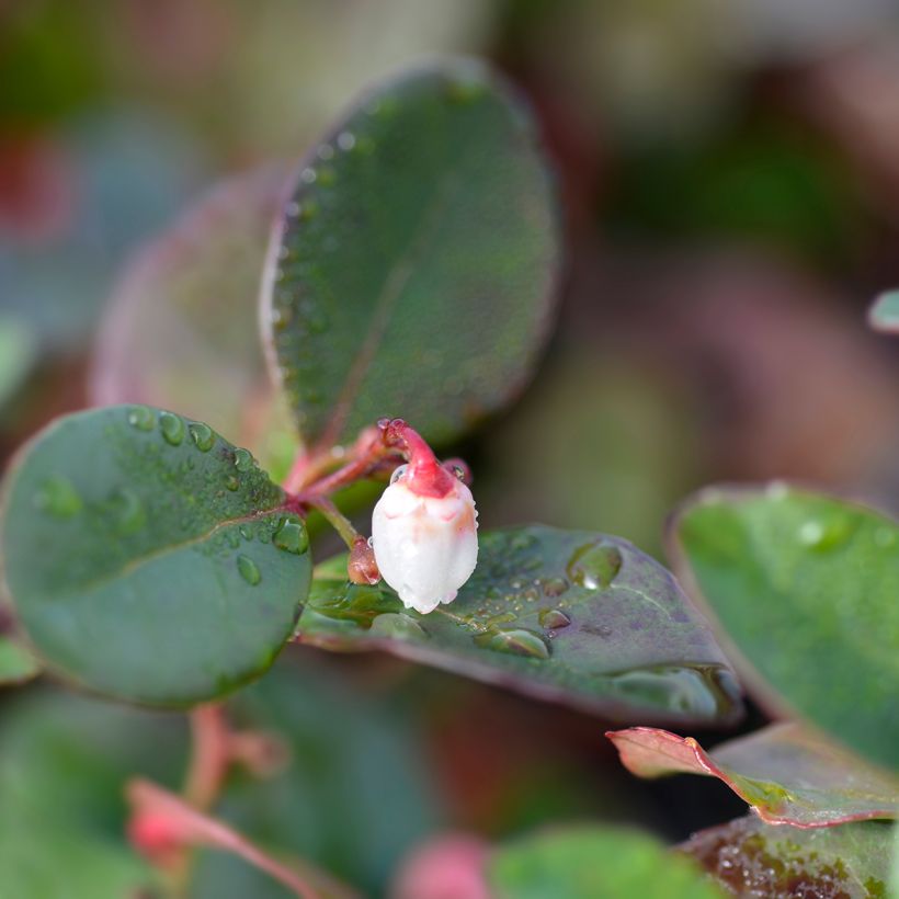 Gaultheria procumbens Big Berry - Scheinbeere (Blüte)