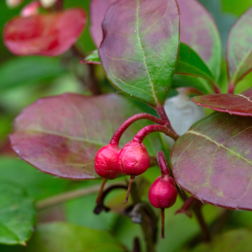 Gaultheria procumbens Big Berry - Scheinbeere (Ernte)