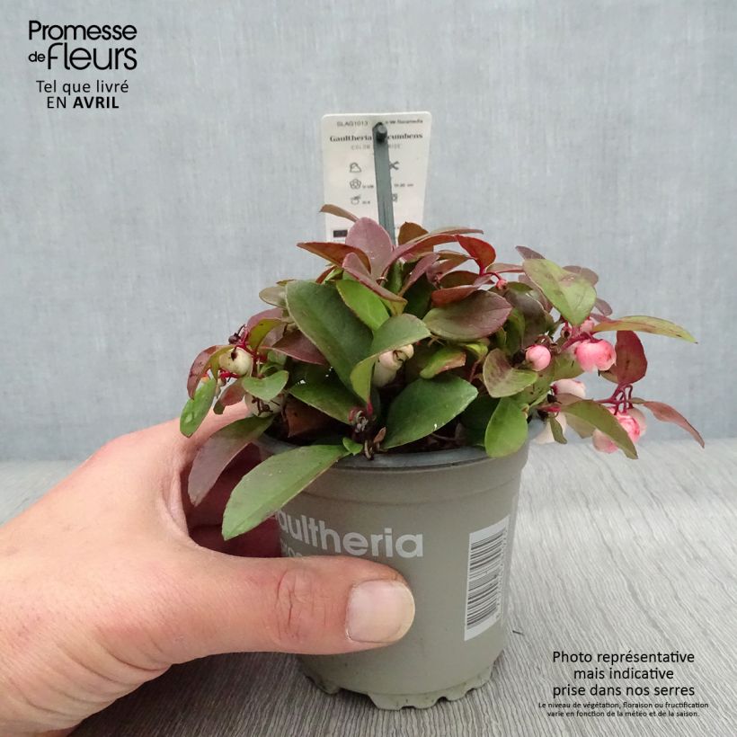 Exemplar von Gaultheria procumbens Color Surprise - Scheinbeere Topf 10 cm/11cm wie im Frühjahr geliefert