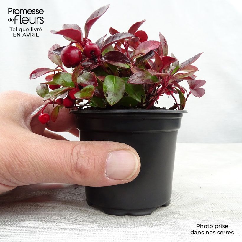 Exemplar von Gaultheria procumbens - Scheinbeere Kleine Töpfe von 8/9 cm wie im Frühjahr geliefert