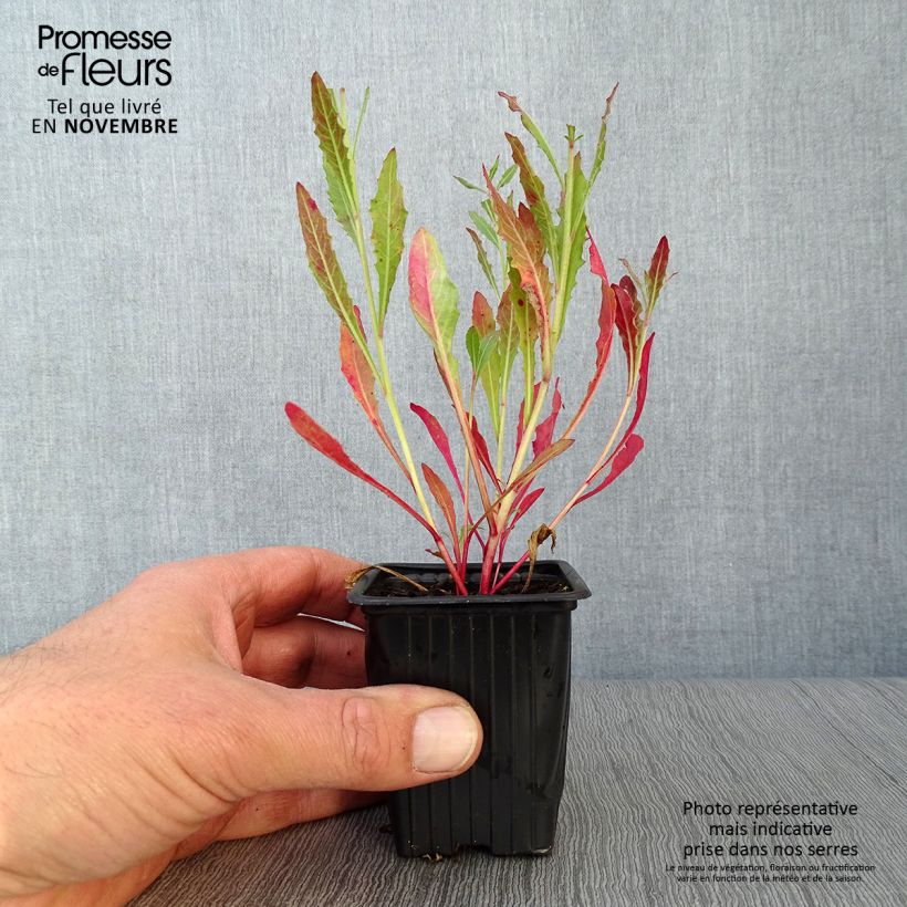 Exemplar von Prachtkerze White - Gaura lindheimeri Kleine Töpfe von 7/8 cm wie im Herbst geliefert