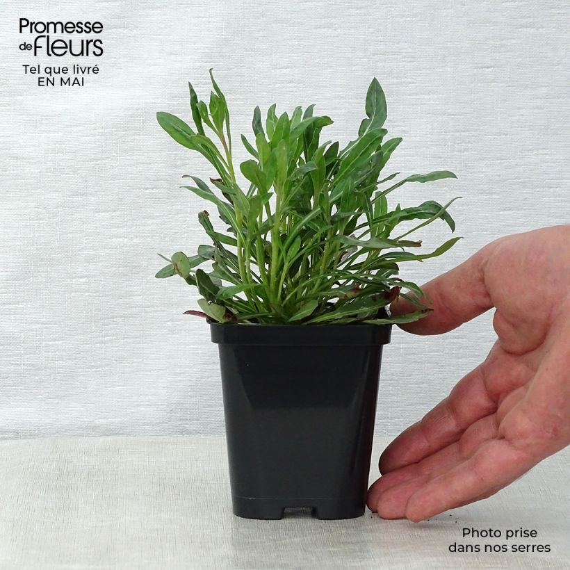 Exemplar von Prachtkerze White - Gaura lindheimeri Kleine Töpfe von 7/8 cm wie im Frühjahr geliefert