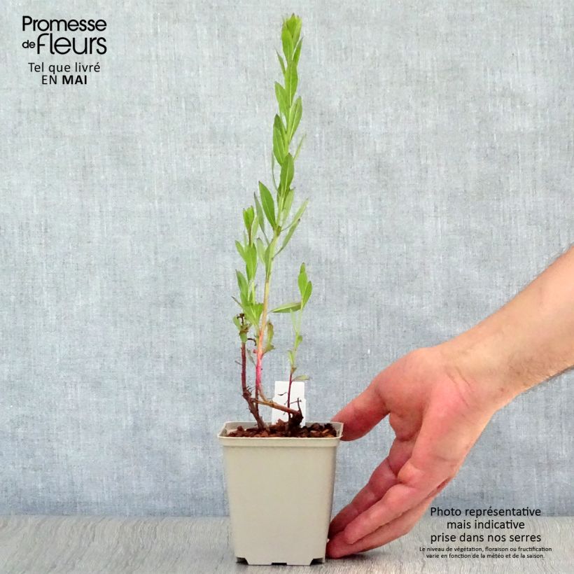 Exemplar von Prachtkerze Blaze - Gaura lindheimeri Kleine Töpfe von 8/9 cm wie im Frühjahr geliefert