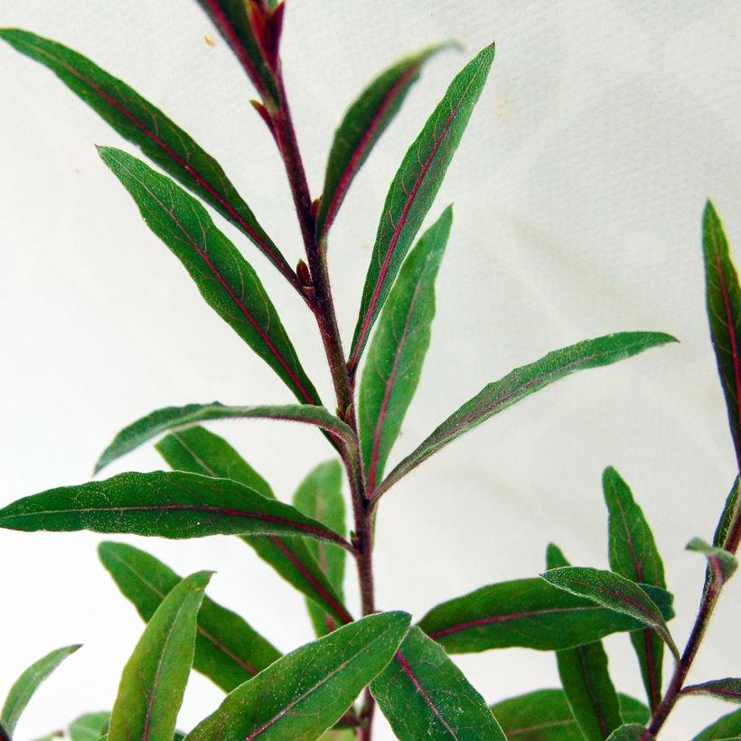 Prachtkerze Cherry Brandy - Gaura lindheimeri (Laub)