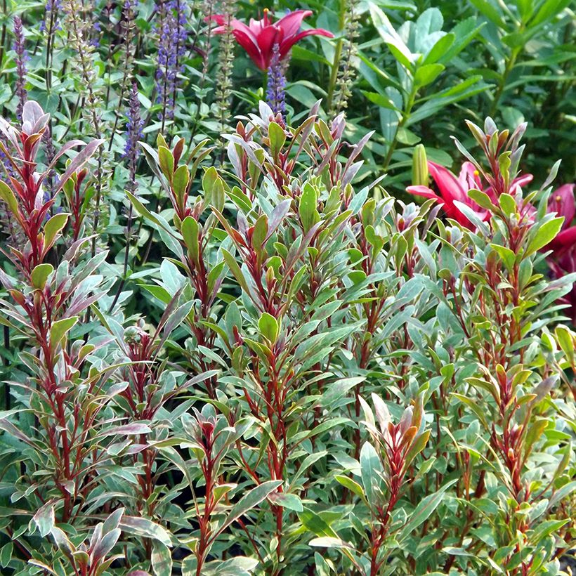 Prachtkerze Passionate Rainbow - Gaura lindheimeri (Hafen)