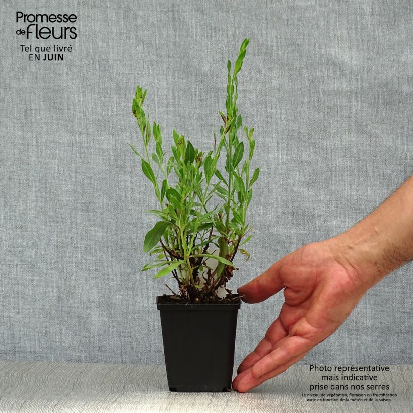 Exemplar von Prachtkerze Rosy Jane - Gaura lindheimeri Kleine Töpfe von 8/9 cm wie im Sommer geliefert