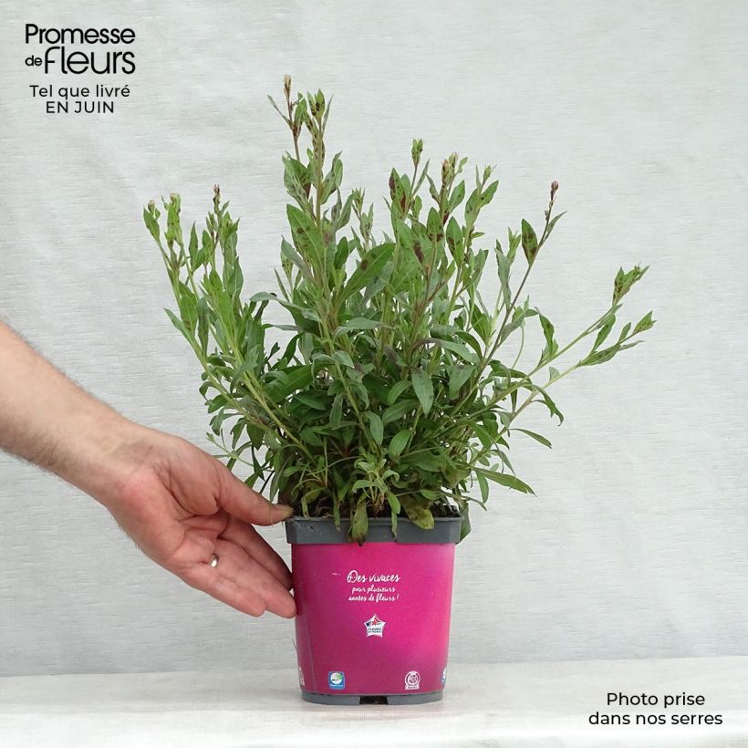 Exemplar von Prachtkerze Rosy Jane - Gaura lindheimeri Topf mit 2L/3L wie im Sommer geliefert