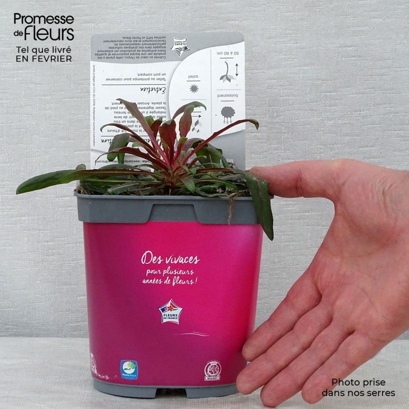 Exemplar von Prachtkerze Rosy Jane - Gaura lindheimeri Topf mit 2L/3L wie im Winter geliefert