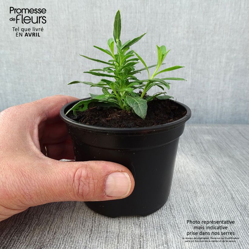 Exemplar von Prachtkerze Snowbird - Gaura lindheimeri Kleine Töpfe von 8/9 cm wie im Frühjahr geliefert