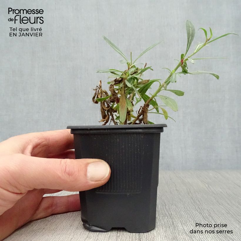 Exemplar von Prachtkerze Whirling Butterflies - Gaura lindheimeri Kleine Töpfe von 8/9 cm wie im Winter geliefert