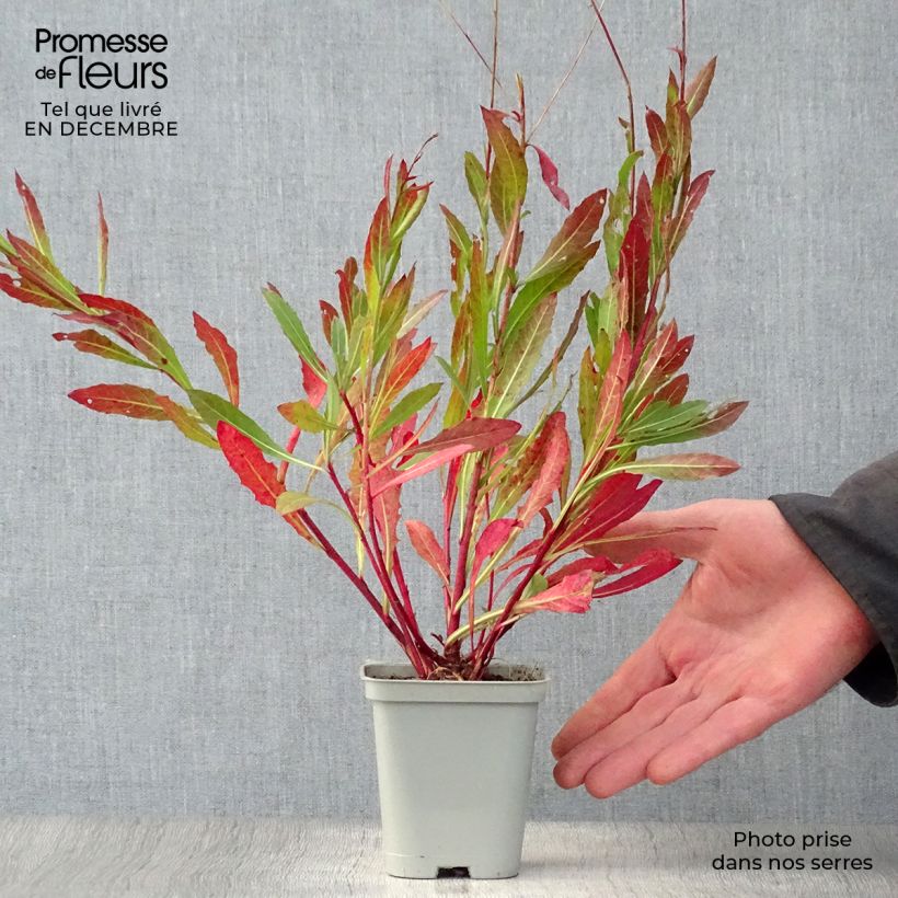 Exemplar von Prachtkerze Snowstorm - Gaura lindheimeri Kleine Töpfe von 8/9 cm wie im Winter geliefert