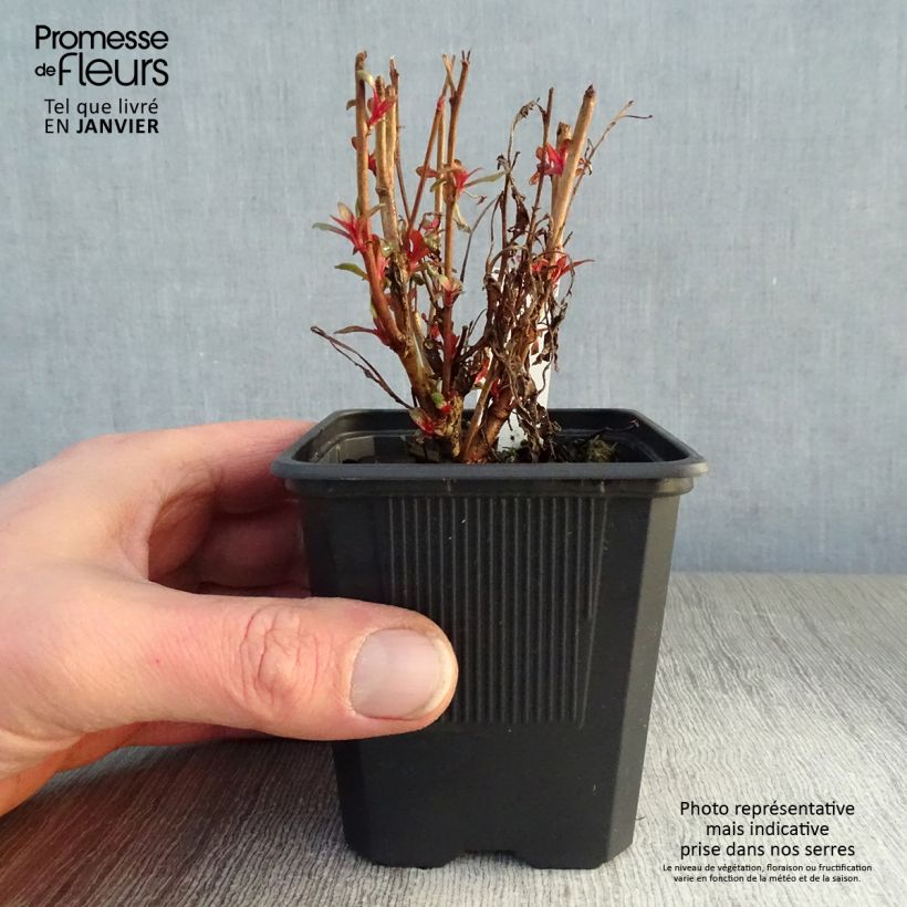 Exemplar von Prachtkerze Siskiyou pink - Gaura lindheimeri Kleine Töpfe von 8/9 cm wie im Winter geliefert