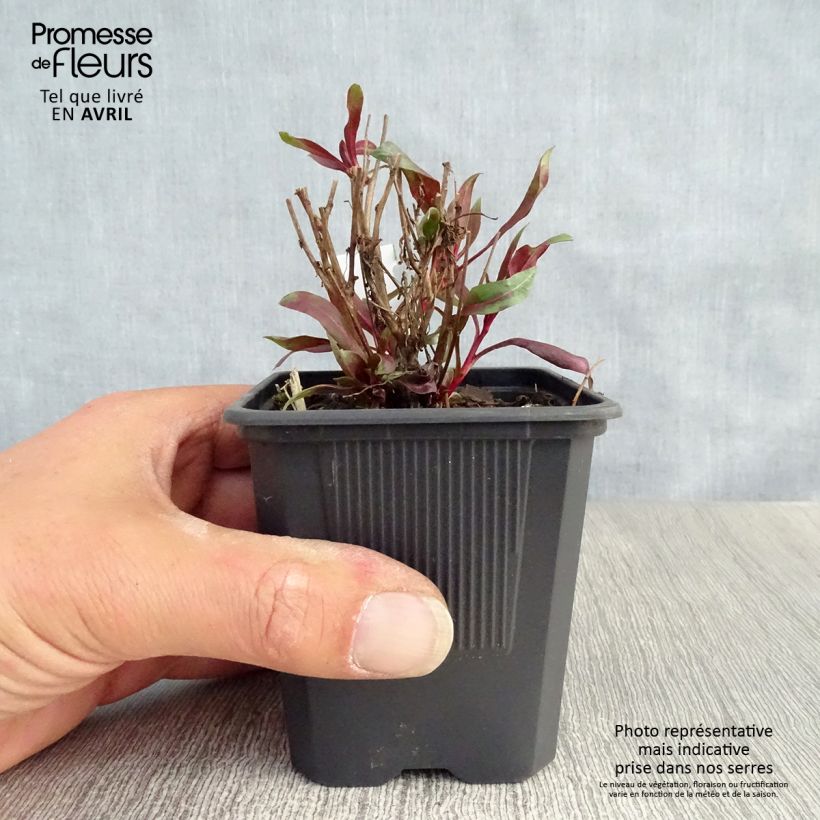 Exemplar von Prachtkerze Siskiyou pink - Gaura lindheimeri Kleine Töpfe von 8/9 cm wie im Frühjahr geliefert