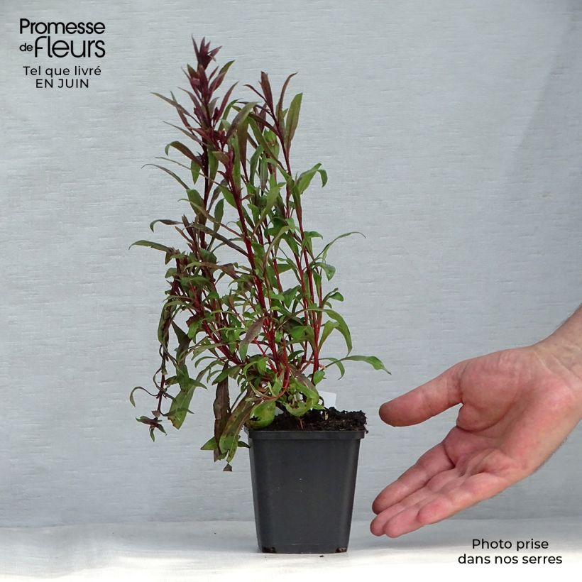 Exemplar von Prachtkerze Siskiyou pink - Gaura lindheimeri Kleine Töpfe von 8/9 cm wie im Sommer geliefert