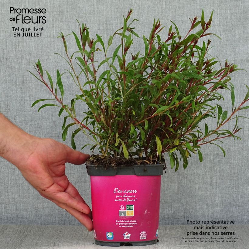 Exemplar von Prachtkerze Siskiyou pink - Gaura lindheimeri Topf mit 2L/3L wie im Sommer geliefert