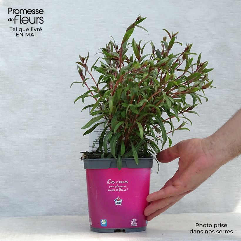 Exemplar von Prachtkerze Siskiyou pink - Gaura lindheimeri Topf mit 2L/3L wie im Frühjahr geliefert
