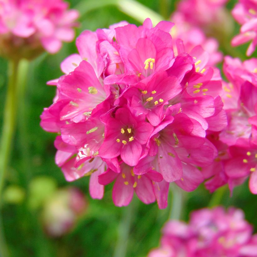 Armeria maritima Düsseldorfer Stolz - Strand-Grasnelke (Blüte)