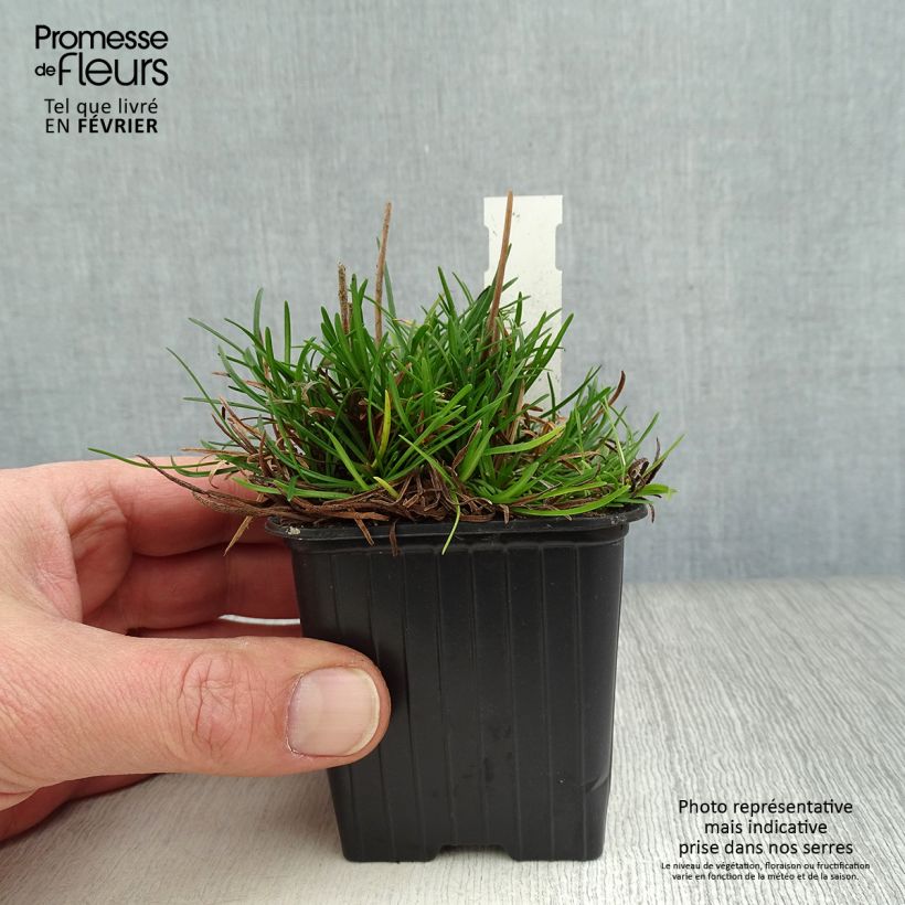 Exemplar von Armeria maritima Düsseldorfer Stolz - Strand-Grasnelke Kleine Töpfe von 8/9 cm wie im Winter geliefert