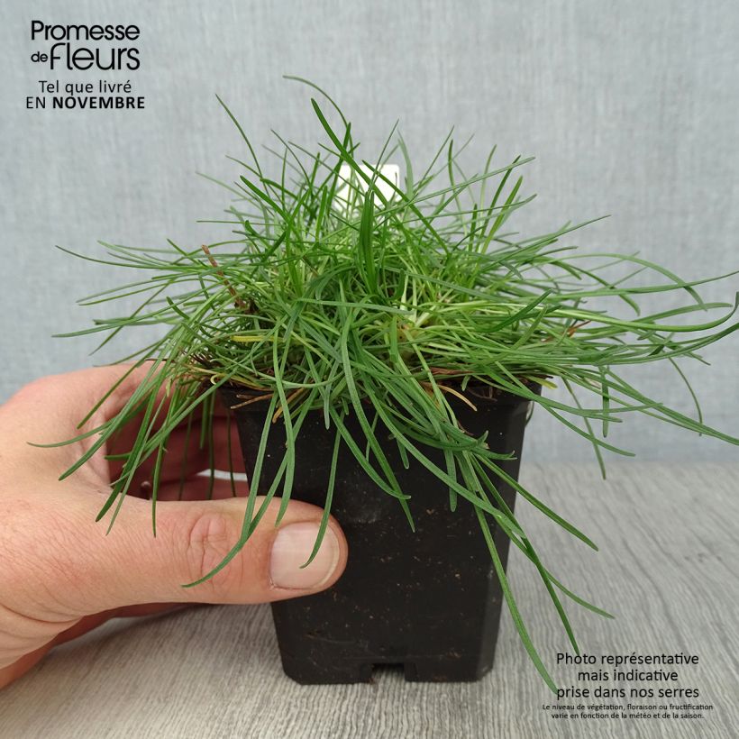 Exemplar von Armeria maritima Rosea - Strand-Grasnelke Kleine Töpfe von 8/9 cm wie im Herbst geliefert
