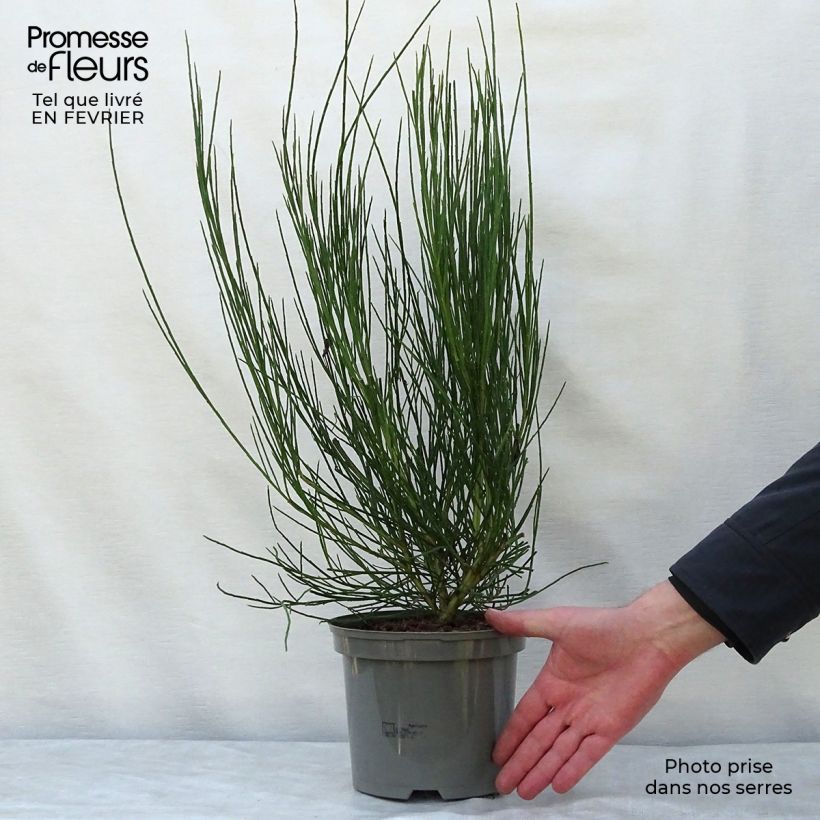 Exemplar von Edelginster Golden Sunlight - Cytisus scoparius Topf mit 2L/3L wie im Winter geliefert