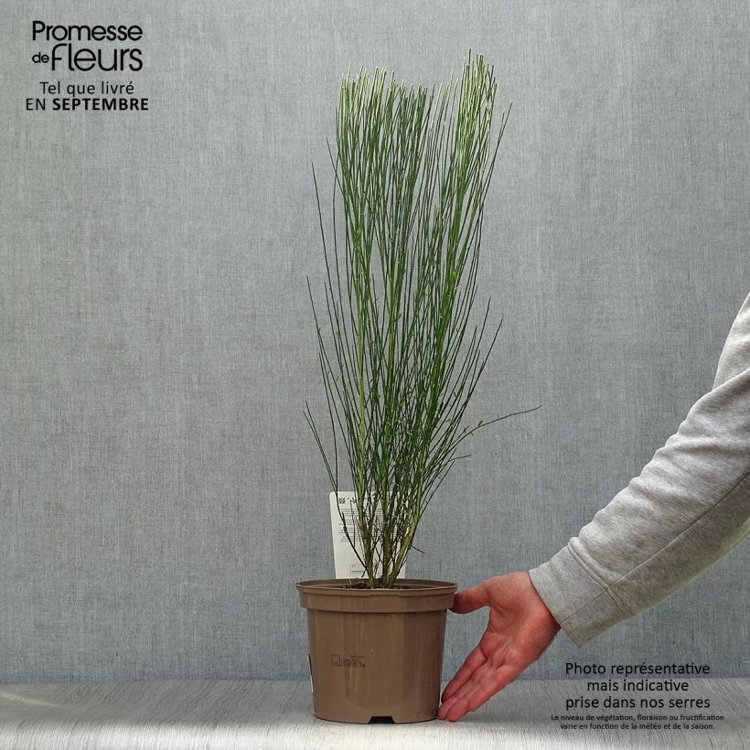 Exemplar von Besenginster Zeelandia - Cytisus procumbens Topf mit 1,5L/2L wie im Herbst geliefert