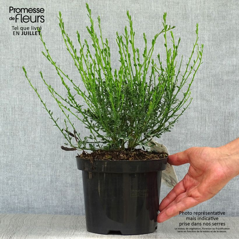 Exemplar von Edelginster Palette - Cytisus scoparius Topf mit 2L/3L wie im Sommer geliefert
