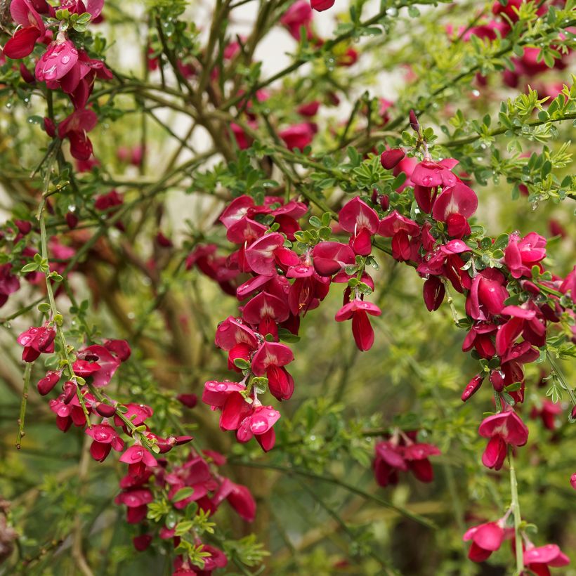 Edelginster Ruby - Cytisus scoparius (Blüte)