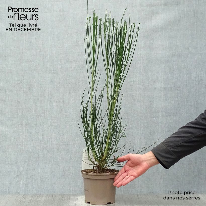 Exemplar von Edelginster Goldfinch - Cytisus scoparius Topf mit 2L/3L wie im Winter geliefert