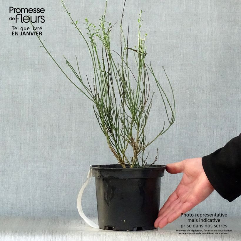 Exemplar von Edelginster La Coquette - Cytisus scoparius Topf mit 2L/3L wie im Winter geliefert