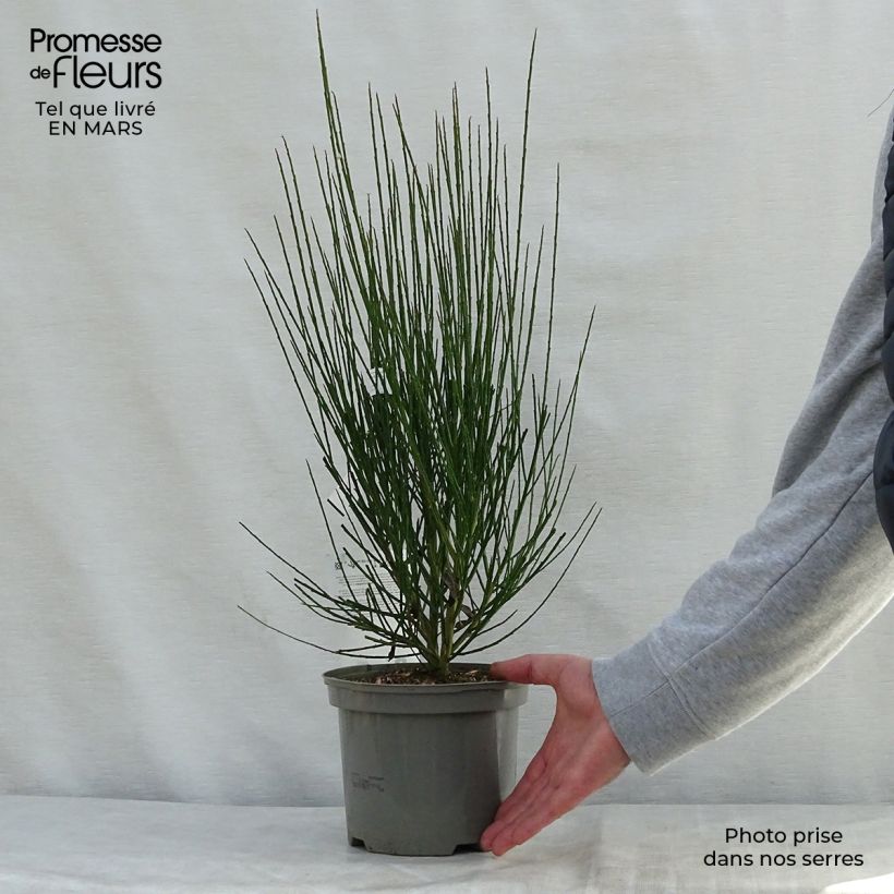 Exemplar von Edelginster Cytisus Lena - Cytisus scoparius Topf mit 2L/3L wie im Frühjahr geliefert