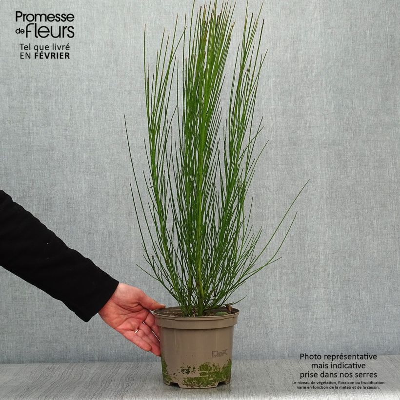 Exemplar von Edelginster Cytisus Lena - Cytisus scoparius Topf mit 2L/3L wie im Winter geliefert