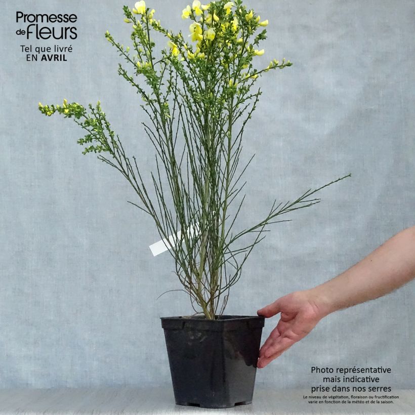 Exemplar von Edelginster Luna - Cytisus scoparius Topf mit 2L/3L wie im Frühjahr geliefert