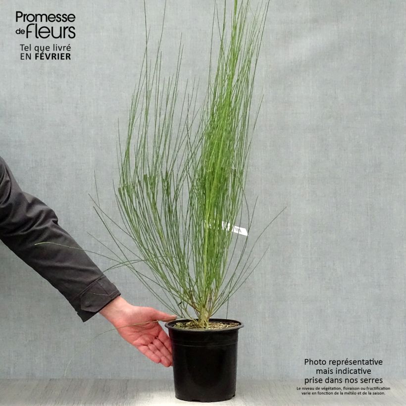 Exemplar von Edelginster Moyclare Pink - Cytisus scoparius Topf mit 4L/5L wie im Winter geliefert