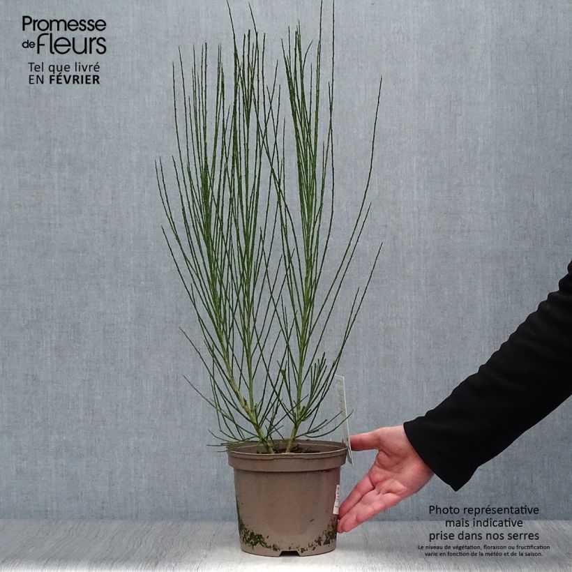 Exemplar von Edelginster Roter Favorit - Cytisus scoparius Topf mit 2L/3L wie im Winter geliefert