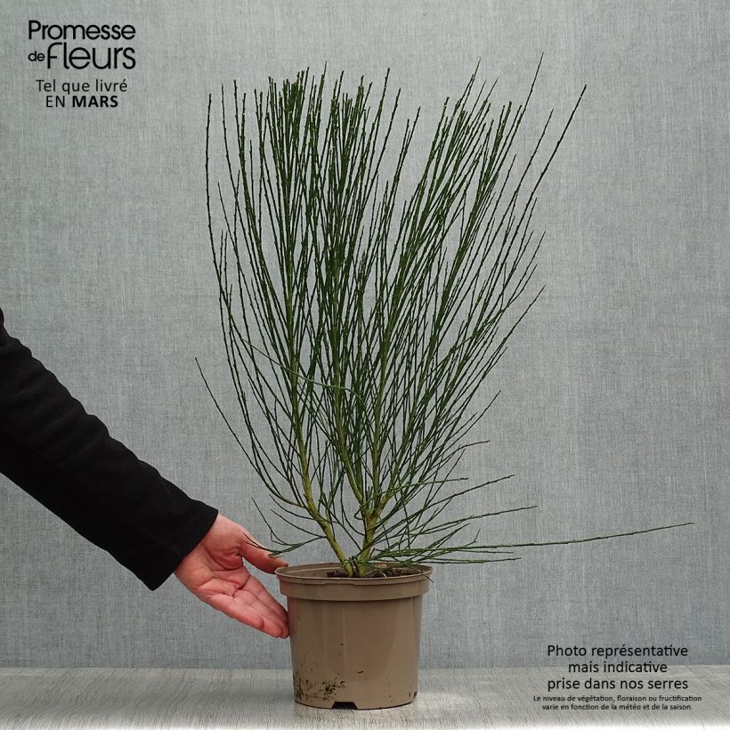 Exemplar von Edelginster Roter Favorit - Cytisus scoparius Topf mit 2L/3L wie im Frühjahr geliefert