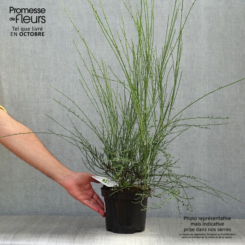Exemplar von Edelginster Vanesse - Cytisus scoparius Topf mit 2L/3L wie im Herbst geliefert