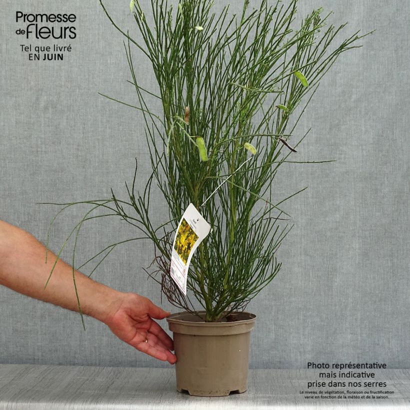 Exemplar von Edelginster Vanesse - Cytisus scoparius Topf mit 2L/3L wie im Sommer geliefert