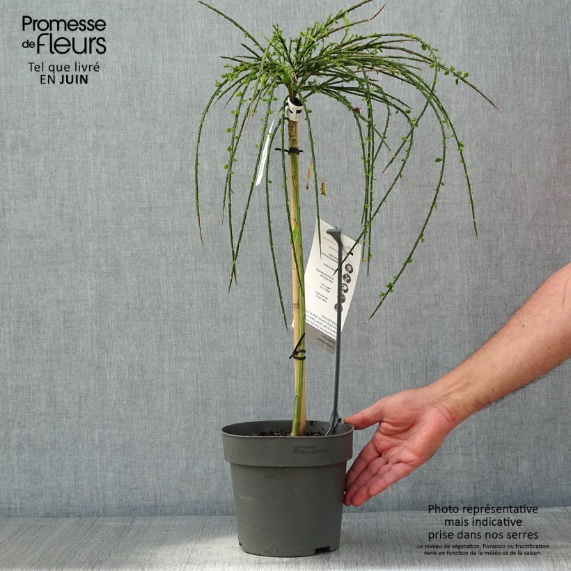 Exemplar von Edelginster Golden Tears - Cytisus scoparius Topf mit 4L/5L, Stamm wie im Frühjahr geliefert