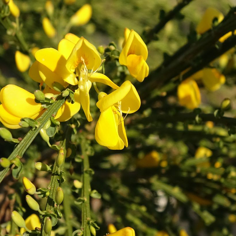 Edelginster Golden Tears - Cytisus scoparius (Blüte)
