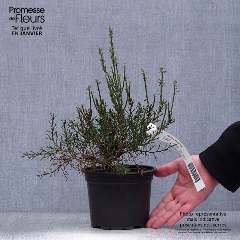 Exemplar von Spanischer Ginster - Genista hispanica Topf mit 2L/3L wie im Winter geliefert