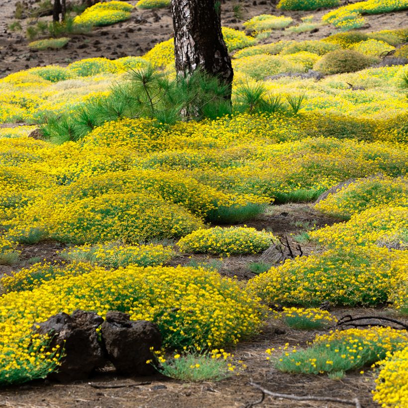 Stein-Ginster - Genista lydia (Hafen)